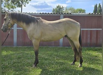 American Quarter Horse, Hengst, 3 Jahre, 153 cm, Buckskin