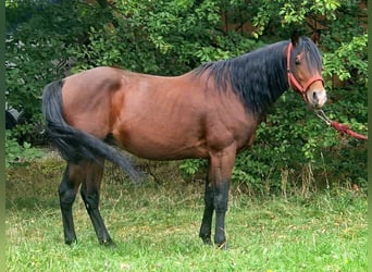American Quarter Horse, Hengst, 3 Jahre, 154 cm, Brauner