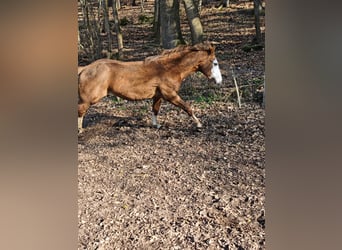 American Quarter Horse, Hengst, 3 Jahre, 154 cm, Fuchs