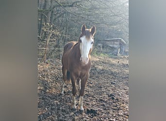 American Quarter Horse, Hengst, 3 Jahre, 154 cm, Fuchs