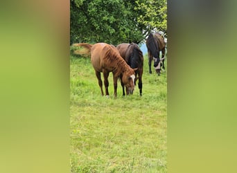 American Quarter Horse, Hengst, 3 Jahre, 154 cm, Red Dun
