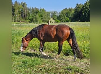 American Quarter Horse, Hengst, 3 Jahre, 155 cm, Brauner