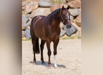 American Quarter Horse, Hengst, 3 Jahre, 155 cm, Dunkelbrauner