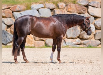 American Quarter Horse, Hengst, 3 Jahre, 155 cm, Dunkelbrauner