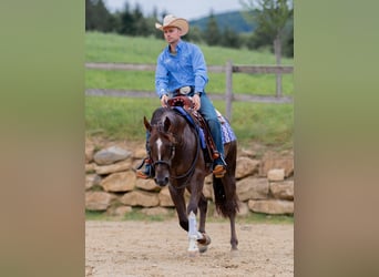 American Quarter Horse, Hengst, 3 Jahre, 155 cm, Dunkelbrauner