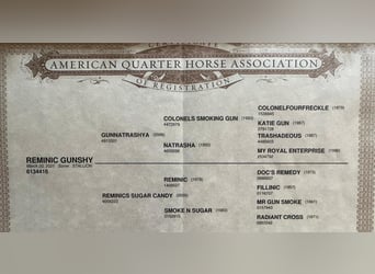 American Quarter Horse, Hengst, 3 Jahre, 155 cm, Fuchs