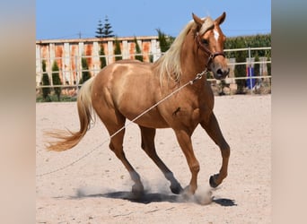 American Quarter Horse, Hengst, 3 Jahre, 156 cm, Palomino