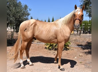 American Quarter Horse, Hengst, 3 Jahre, 156 cm, Palomino
