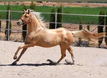 American Quarter Horse, Hengst, 3 Jahre, 156 cm, Palomino