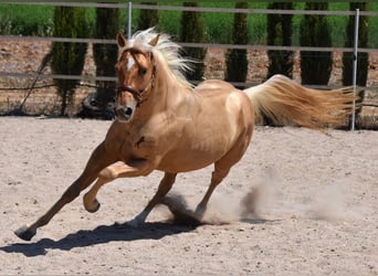 American Quarter Horse, Hengst, 3 Jahre, 156 cm, Palomino