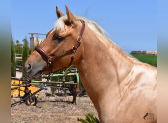 American Quarter Horse, Hengst, 3 Jahre, 156 cm, Palomino