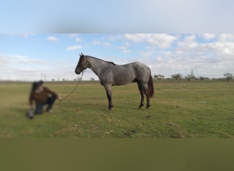 American Quarter Horse, Hengst, 3 Jahre, 157 cm, Roan-Blue