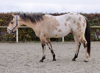 American Quarter Horse, Hengst, 3 Jahre, 158 cm, Palomino