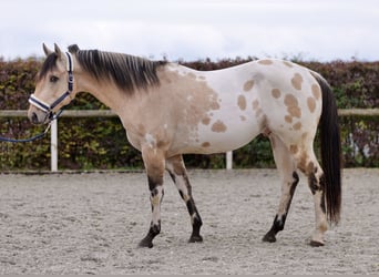 American Quarter Horse, Hengst, 3 Jahre, 158 cm, Palomino