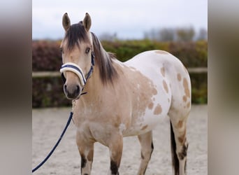 American Quarter Horse, Hengst, 3 Jahre, 158 cm, Palomino