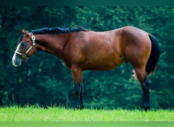 American Quarter Horse, Hengst, 3 Jahre, 160 cm, Brauner