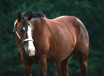 American Quarter Horse, Hengst, 3 Jahre, 160 cm, Brauner