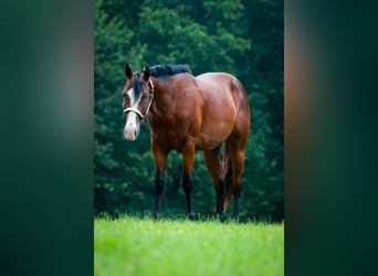 American Quarter Horse, Hengst, 3 Jahre, 160 cm, Brauner
