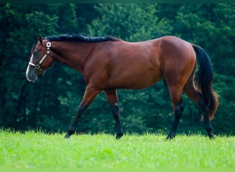 American Quarter Horse, Hengst, 3 Jahre, 160 cm, Brauner
