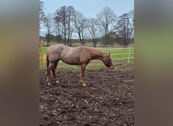 American Quarter Horse, Hengst, 3 Jahre, 160 cm