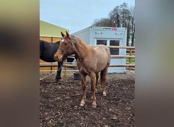 American Quarter Horse, Hengst, 3 Jahre, 160 cm