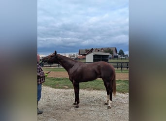 American Quarter Horse, Hengst, 3 Jahre, 163 cm, Rotfuchs