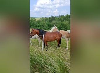 American Quarter Horse, Hengst, 3 Jahre, Brauner