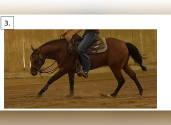 American Quarter Horse, Hengst, 3 Jahre, Brauner