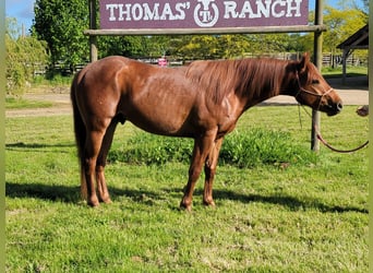 American Quarter Horse, Hengst, 3 Jahre, Dunkelfuchs