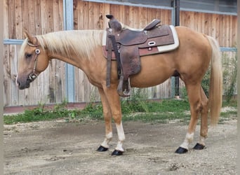 American Quarter Horse, Hengst, 3 Jahre, Palomino