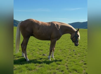 American Quarter Horse, Hengst, 3 Jahre, Palomino