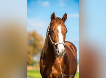 American Quarter Horse, Hengst, 3 Jahre