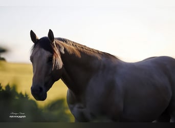 American Quarter Horse, Hengst, 3 Jahre