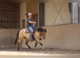American Quarter Horse, Hengst, 3 Jahre