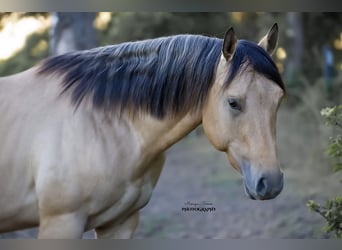 American Quarter Horse, Hengst, 3 Jahre