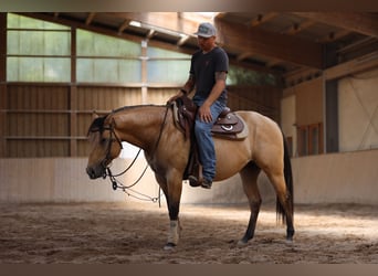 American Quarter Horse, Hengst, 3 Jahre