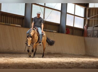 American Quarter Horse, Hengst, 3 Jahre