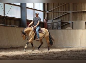 American Quarter Horse, Hengst, 3 Jahre