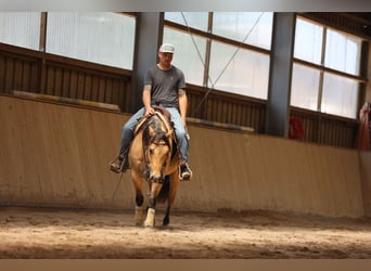 American Quarter Horse, Hengst, 3 Jahre