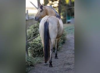 American Quarter Horse, Hengst, 3 Jahre