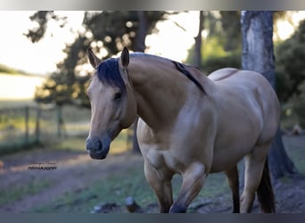American Quarter Horse, Hengst, 3 Jahre