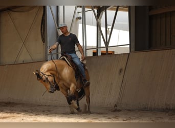 American Quarter Horse, Hengst, 3 Jahre