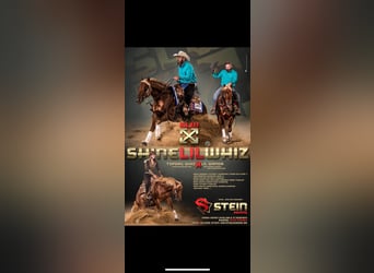American Quarter Horse, Hengst, 3 Jahre, Rotbrauner