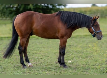 American Quarter Horse, Hengst, 3 Jahre, Rotbrauner