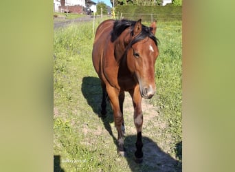 American Quarter Horse, Hengst, 3 Jahre, Rotbrauner