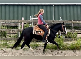 American Quarter Horse, Hengst, 4 Jaar, 140 cm, Zwart