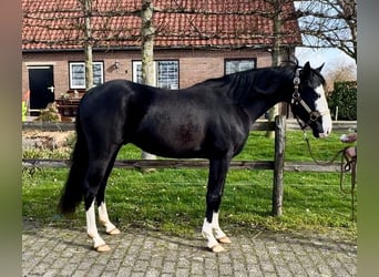American Quarter Horse, Hengst, 4 Jaar, 140 cm, Zwart