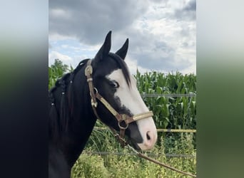 American Quarter Horse, Hengst, 4 Jaar, 140 cm, Zwart