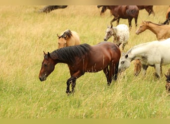 American Quarter Horse, Hengst, 4 Jaar, 142 cm