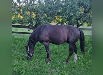American Quarter Horse, Hengst, 4 Jaar, 146 cm, Donkere-vos